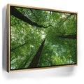Featured image 7 for Emerald Forest Light