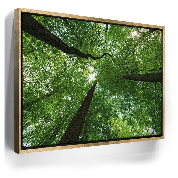 Featured image 7 for Emerald Forest Light