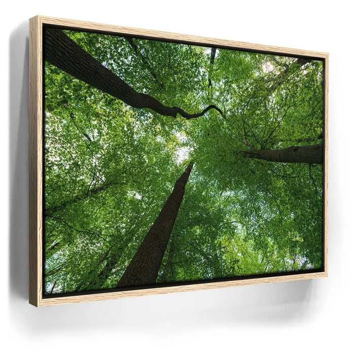 Featured image 9 for Emerald Forest Light