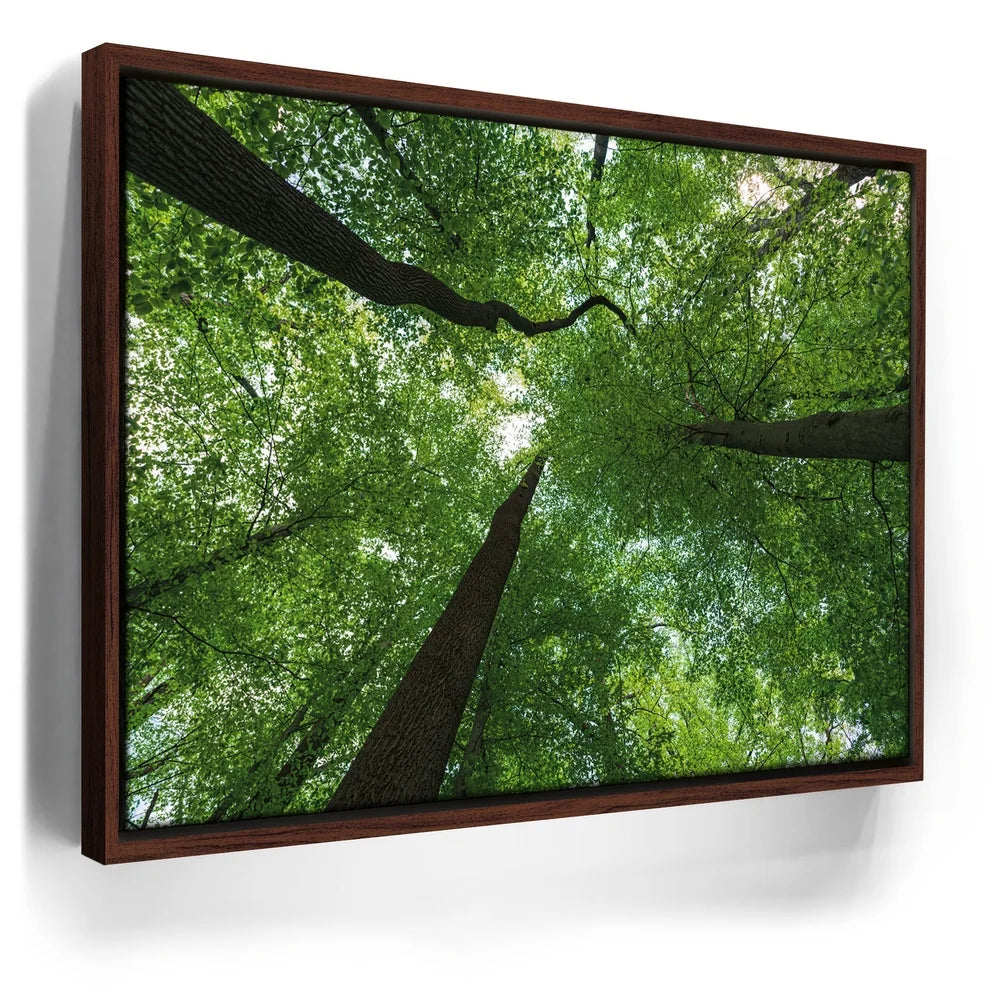 Featured image 10 for Emerald Forest Light