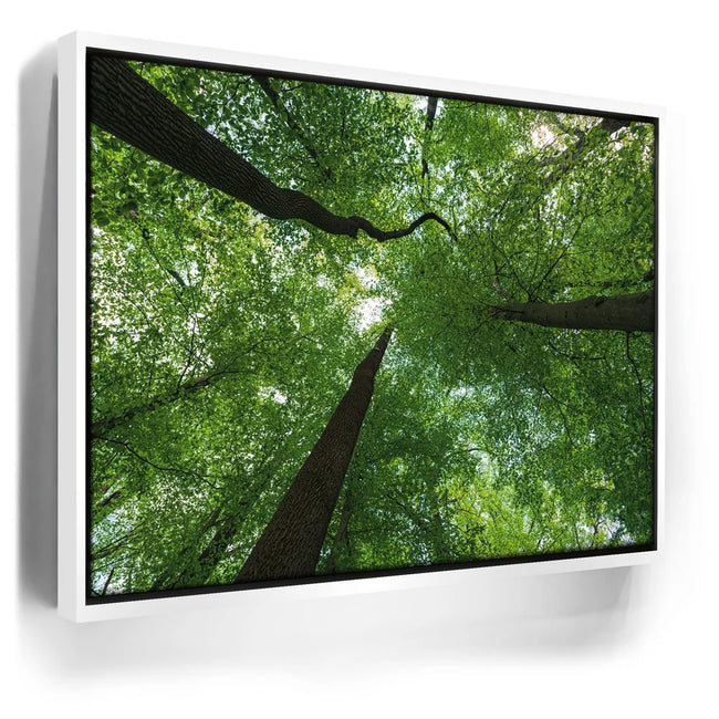 Featured image 6 for Emerald Forest Light
