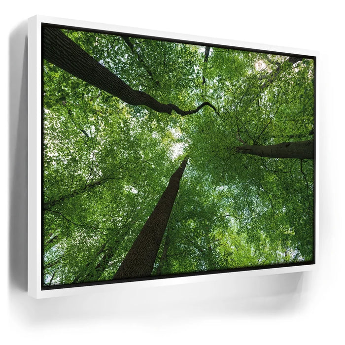 Featured image 6 for Emerald Forest Light