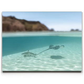 Encounter In The Blue - Tahiti