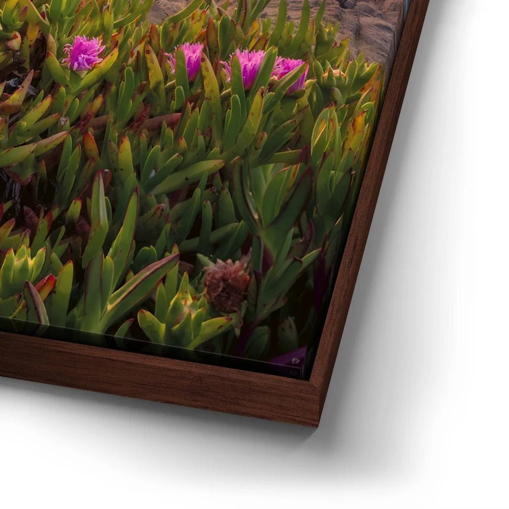 Featured image 14 for Evening Glory - Montara State Beach - Pacifica, CA
