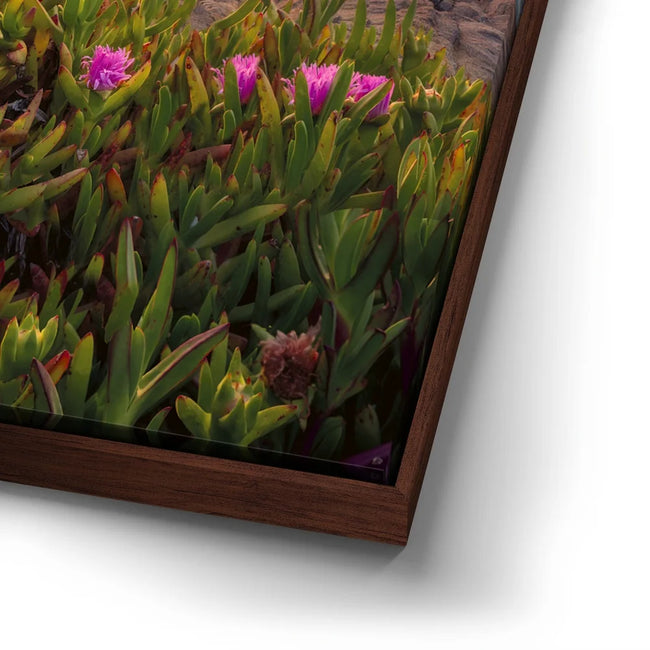 Featured image 14 for Evening Glory - Montara State Beach - Pacifica, CA