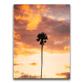 Featured image 1 for Fire Palm
