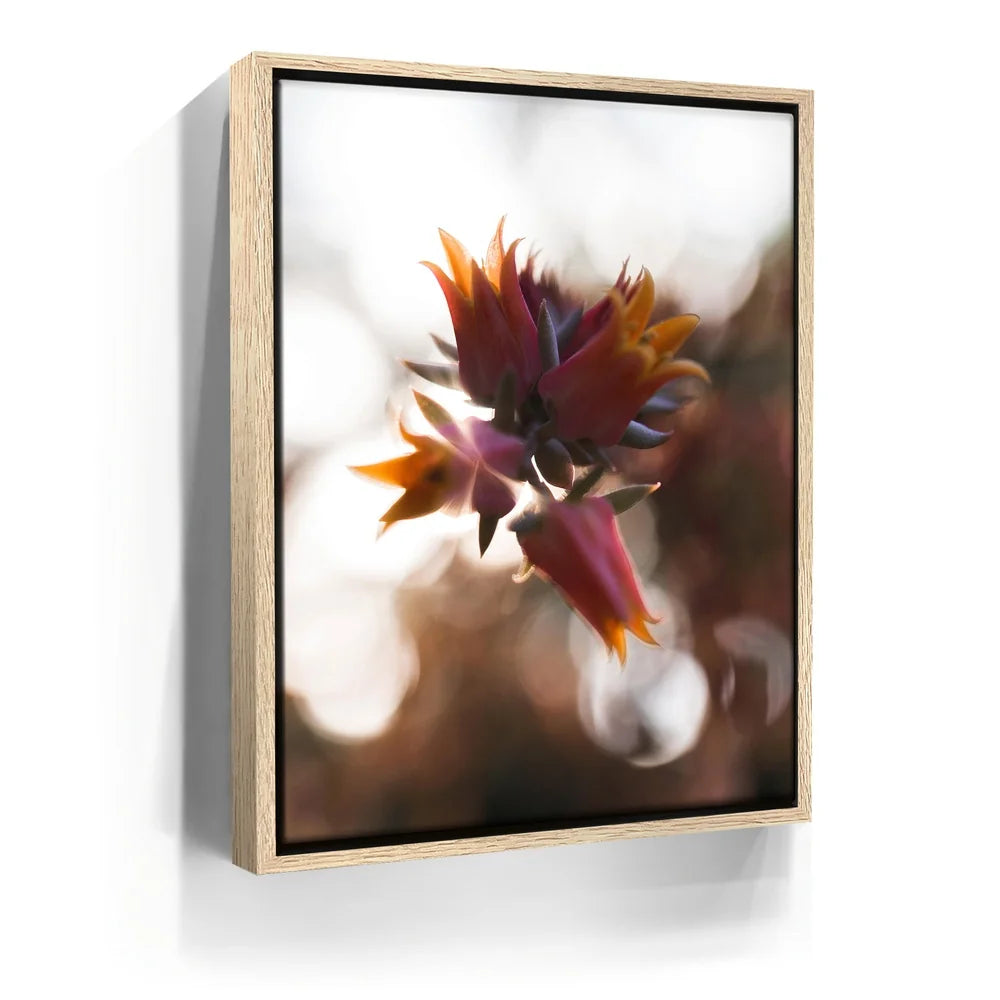 Featured image 9 for Flowerlights, California