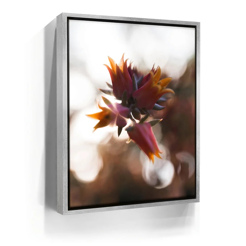Featured image 8 for Flowerlights, California