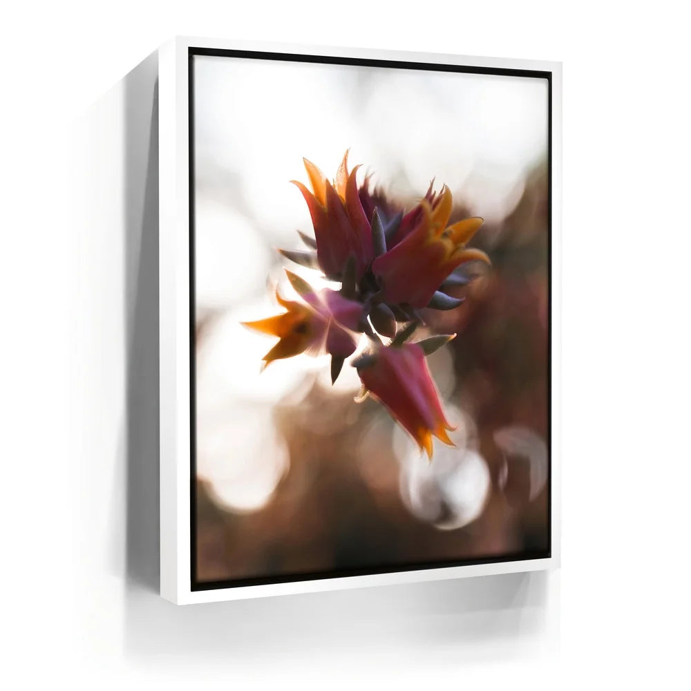Featured image 6 for Flowerlights, California