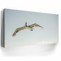 Thumbnail image 3 for Fly High - La Ventana - Mexico