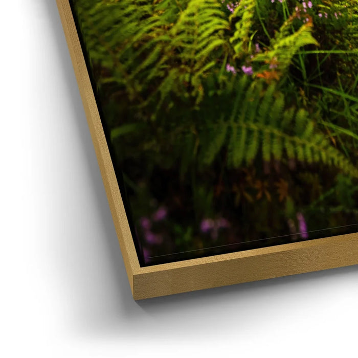 Featured image 12 for Funny Scottish Highlands Cow