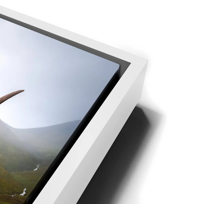 Featured image 13 for Funny Scottish Highlands Cow