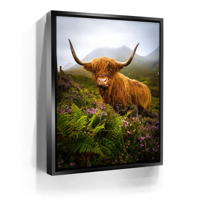 Featured image 5 for Funny Scottish Highlands Cow