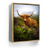 Featured image 7 for Funny Scottish Highlands Cow