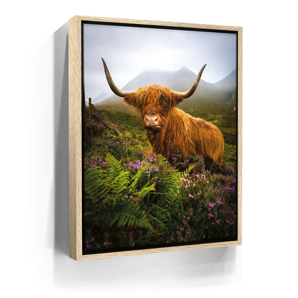 Featured image 9 for Funny Scottish Highlands Cow