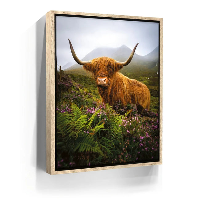 Featured image 9 for Funny Scottish Highlands Cow