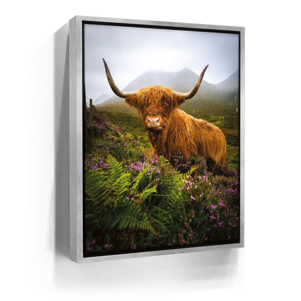Featured image 8 for Funny Scottish Highlands Cow