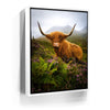 Featured image 6 for Funny Scottish Highlands Cow