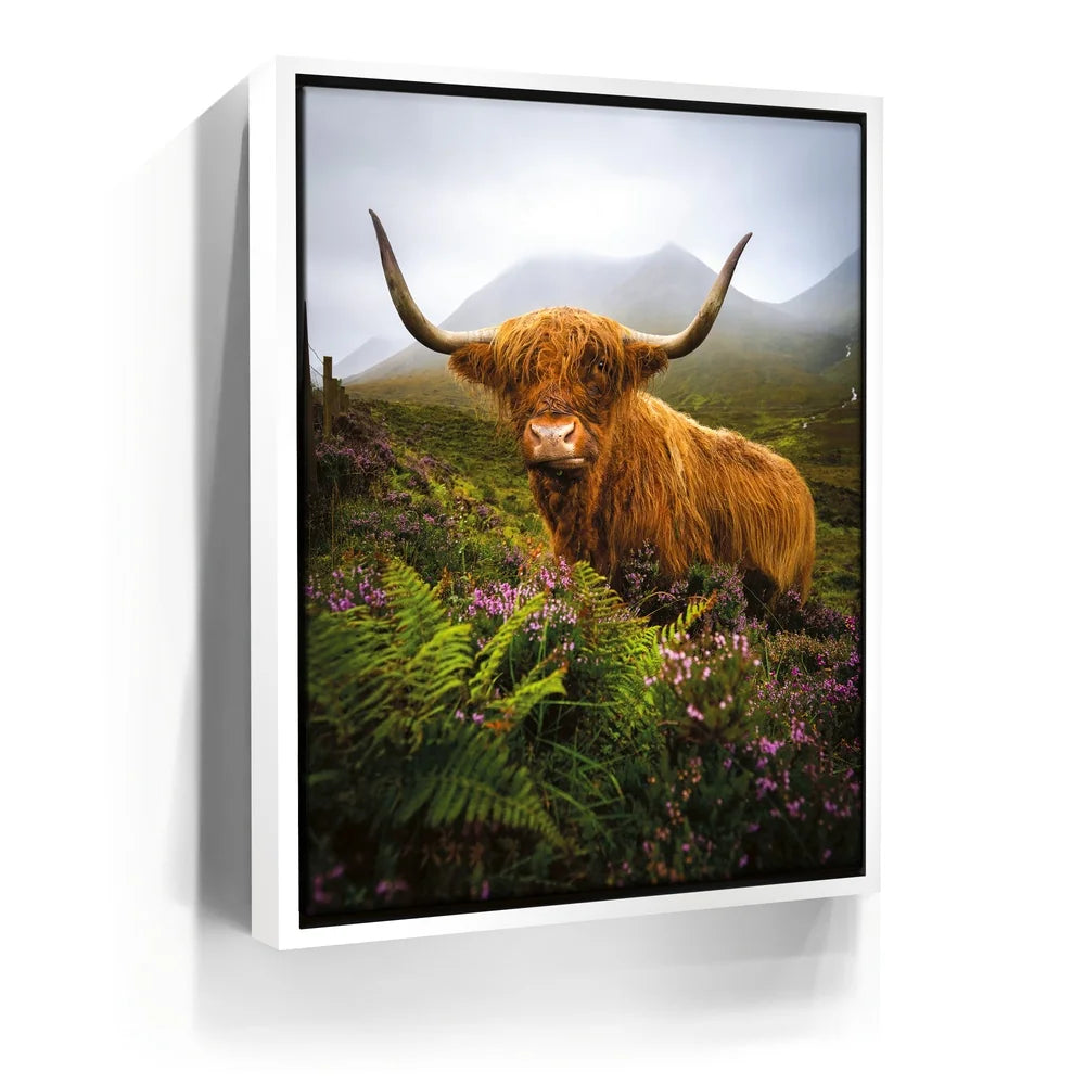 Featured image 6 for Funny Scottish Highlands Cow