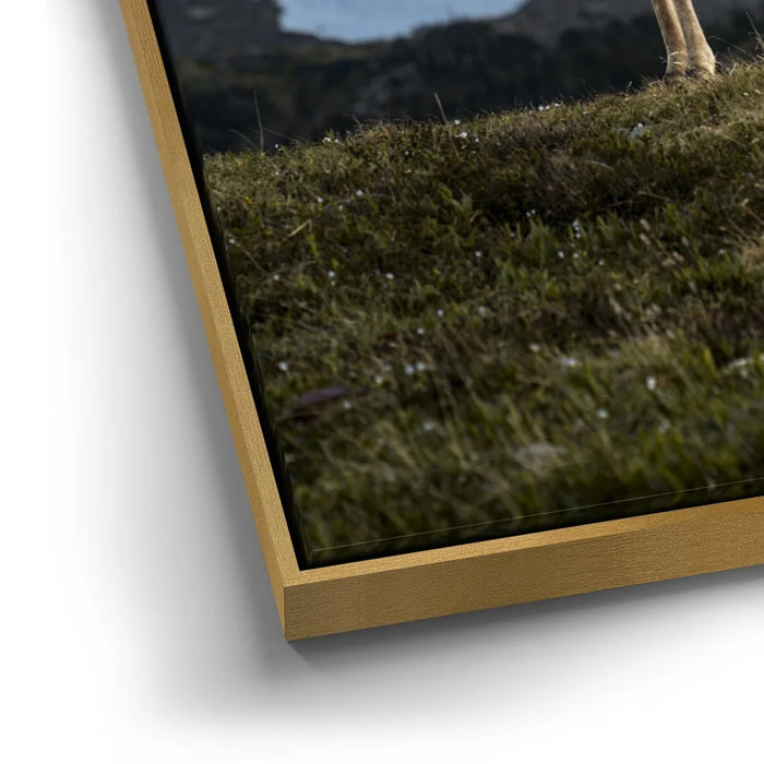 Featured image 12 for Glacier Ram