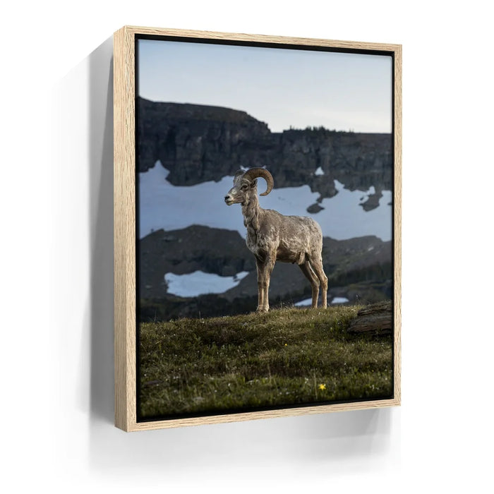 Featured image 9 for Glacier Ram