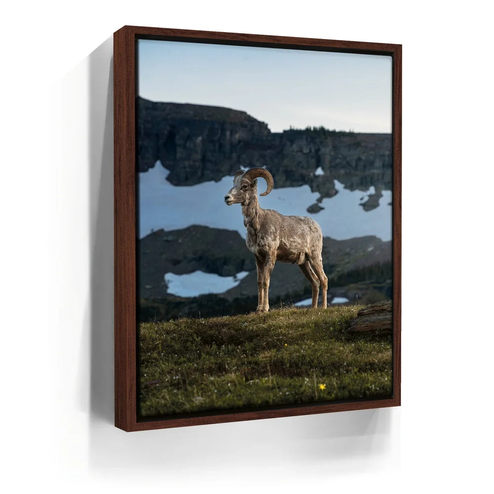 Featured image 10 for Glacier Ram