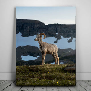 Glacier Ram