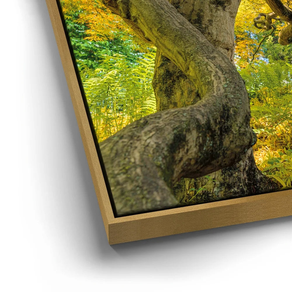 Featured image 12 for Golden Canopy