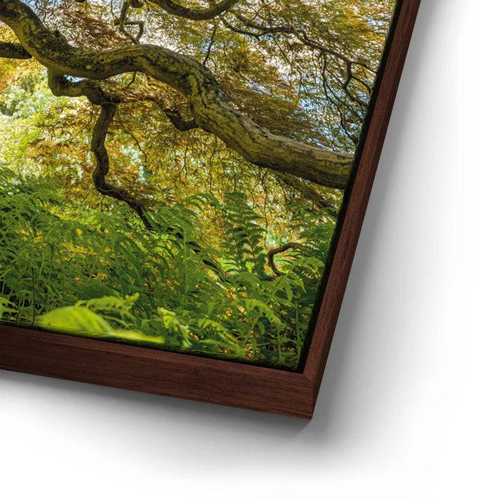 Featured image 14 for Golden Canopy