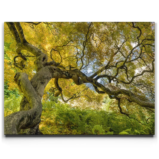 Golden Canopy