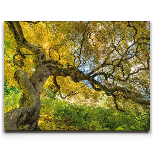 Golden Canopy Posters, Prints, & Visual Artwork TheGoatWallArt LANDSCAPE 24x18 0.75" STANDARD