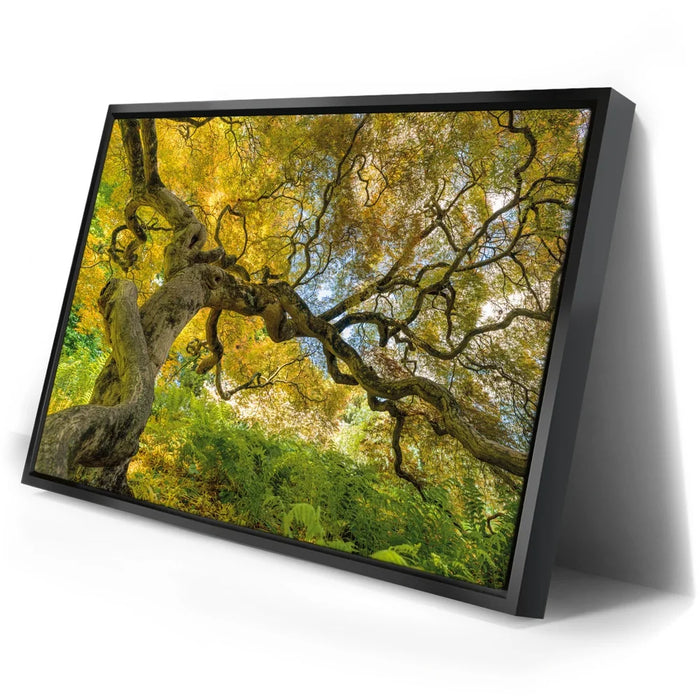 Featured image 2 for Golden Canopy