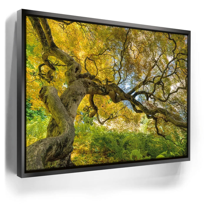 Featured image 5 for Golden Canopy