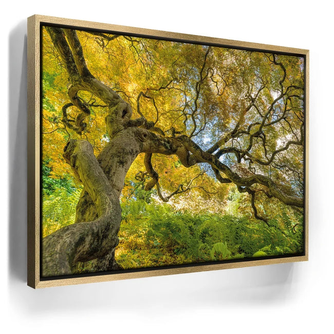 Featured image 7 for Golden Canopy