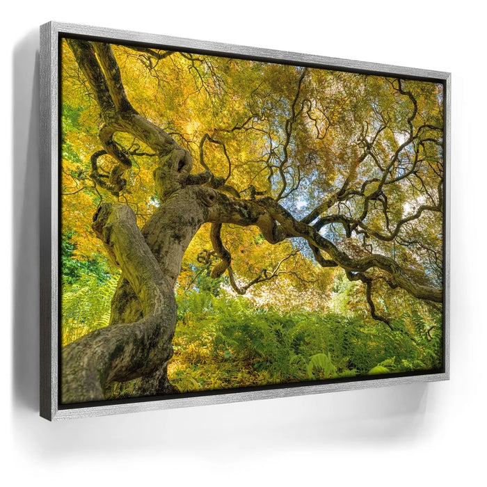 Featured image 8 for Golden Canopy