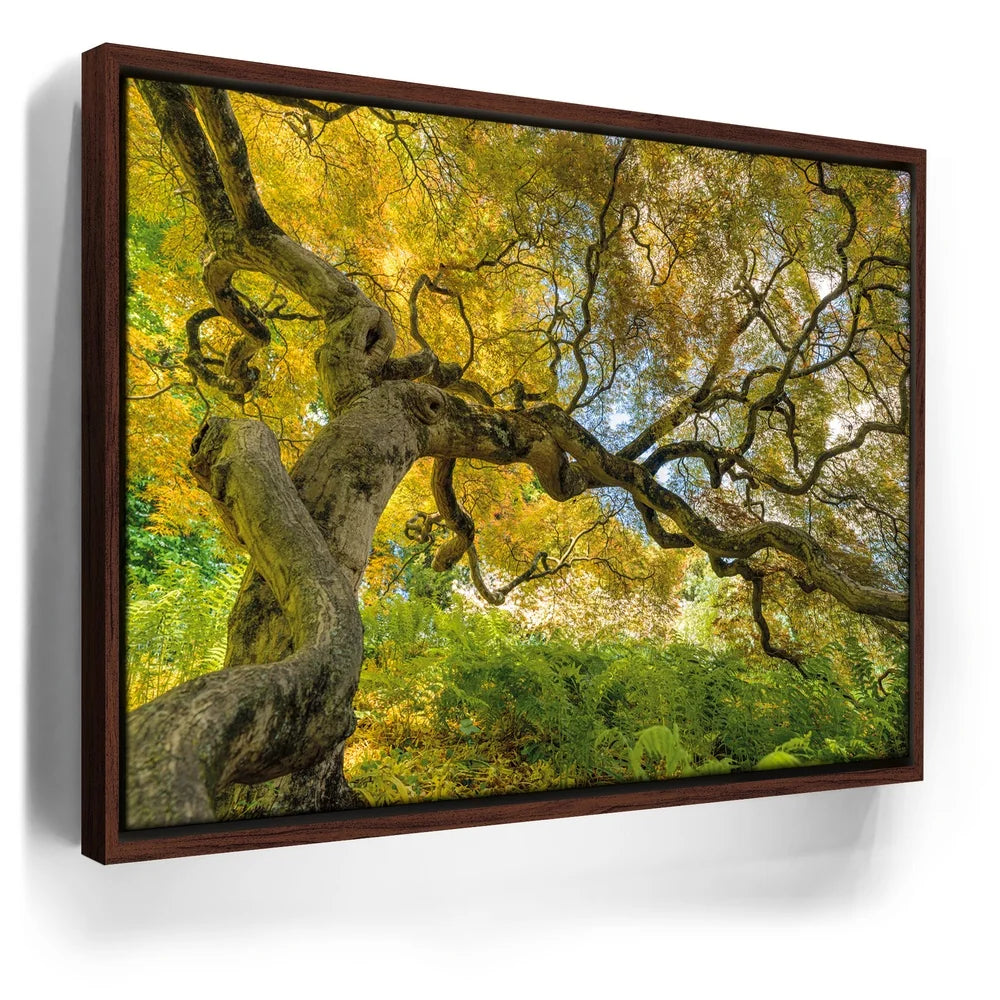 Featured image 10 for Golden Canopy