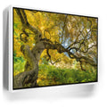 Featured image 6 for Golden Canopy