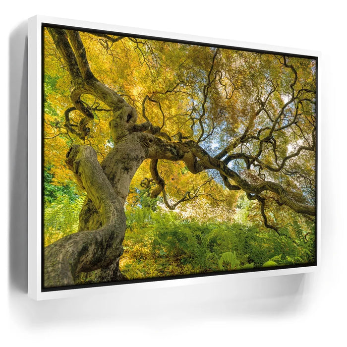 Featured image 6 for Golden Canopy