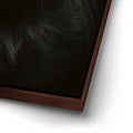 Thumbnail image 14 for Green Eyed Maine Coon