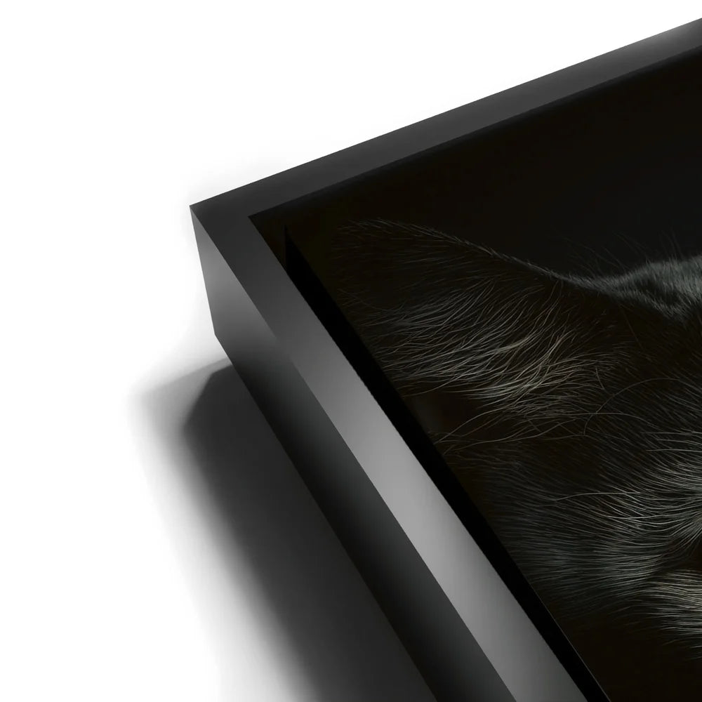 Featured image 11 for Green Eyed Maine Coon