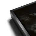 Thumbnail image 11 for Green Eyed Maine Coon