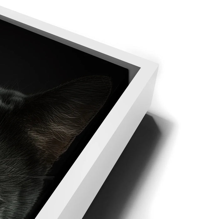 Featured image 13 for Green-Eyed-Maine-Coon