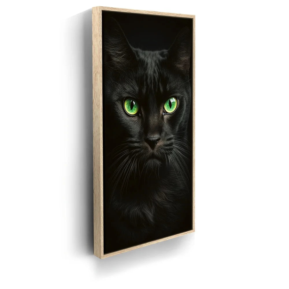 Featured image 9 for Green Eyed Maine Coon