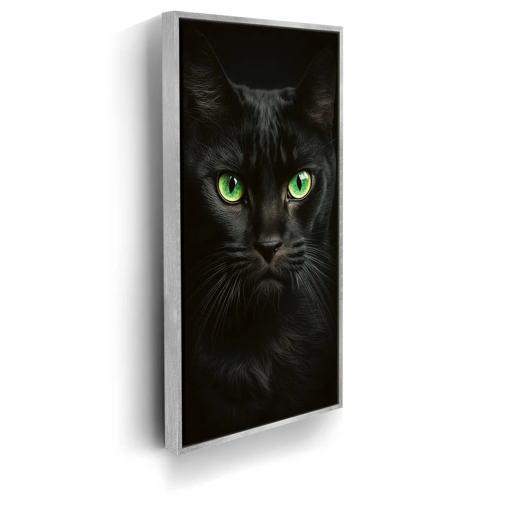 Featured image 8 for Green Eyed Maine Coon