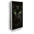 Featured image 8 for Green Eyed Maine Coon