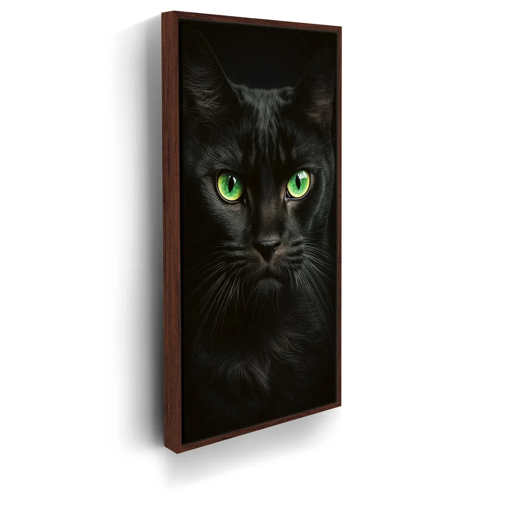 Featured image 10 for Green Eyed Maine Coon