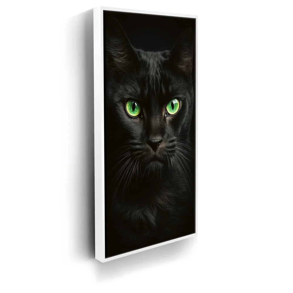 Featured image 6 for Green Eyed Maine Coon