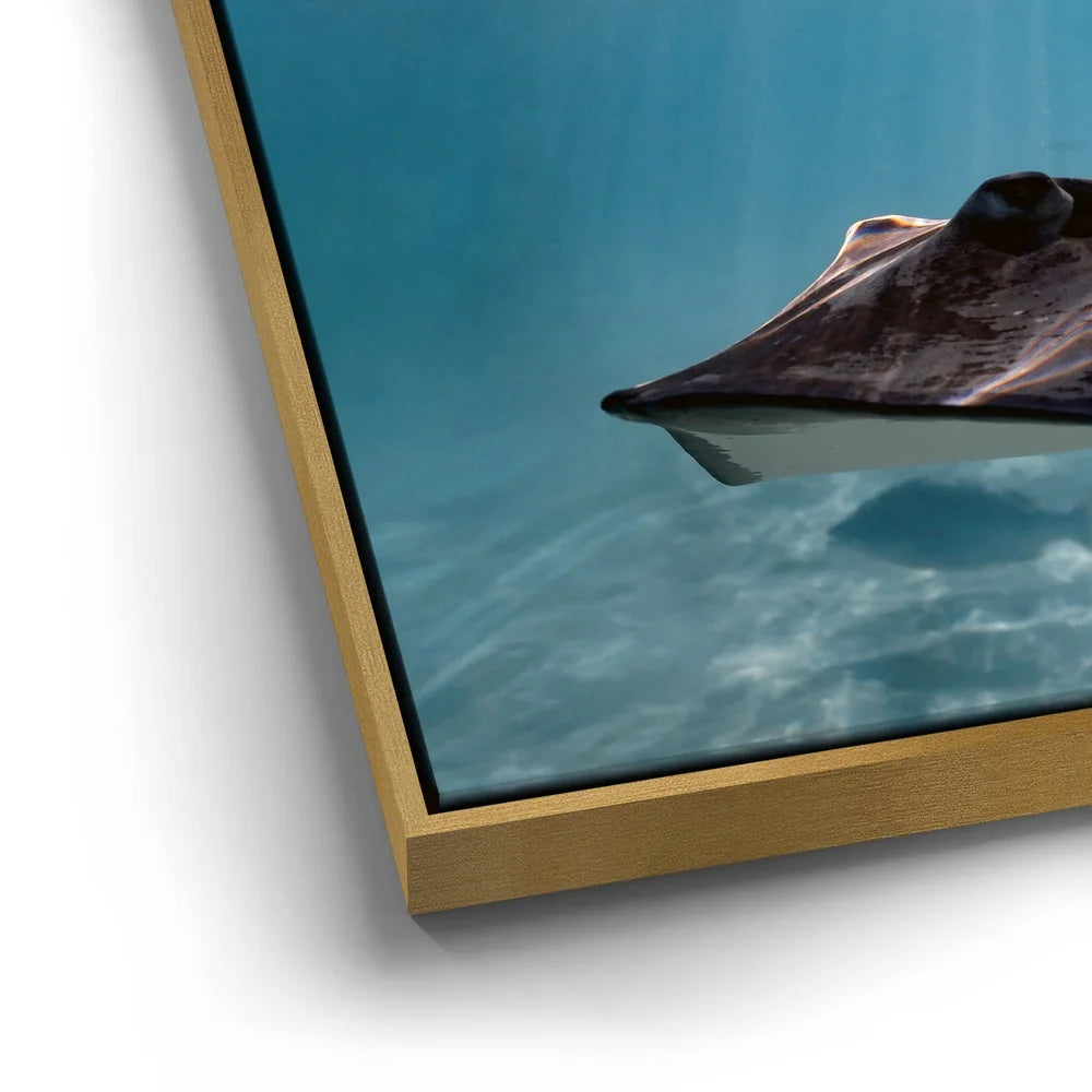 Featured image 12 for Hello Stingray - Tahiti