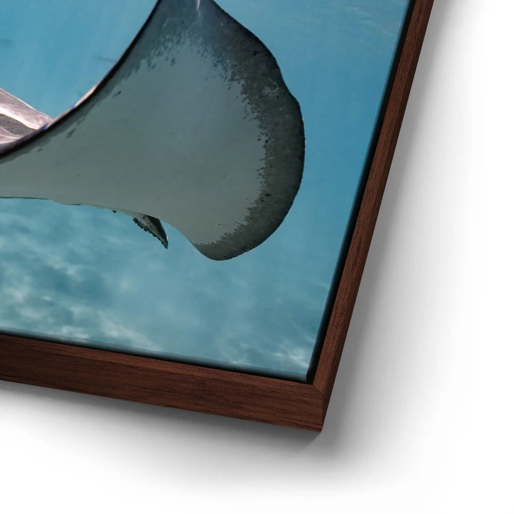 Featured image 14 for Hello Stingray - Tahiti