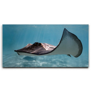 Hello Stingray - Tahiti